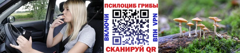цена наркотик  Сураж  Псилоцибиновые грибы Psilocybine cubensis 